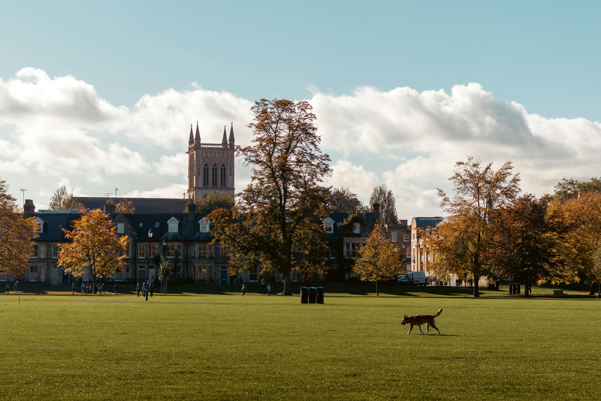 A dog running in the grounds of a university campus
